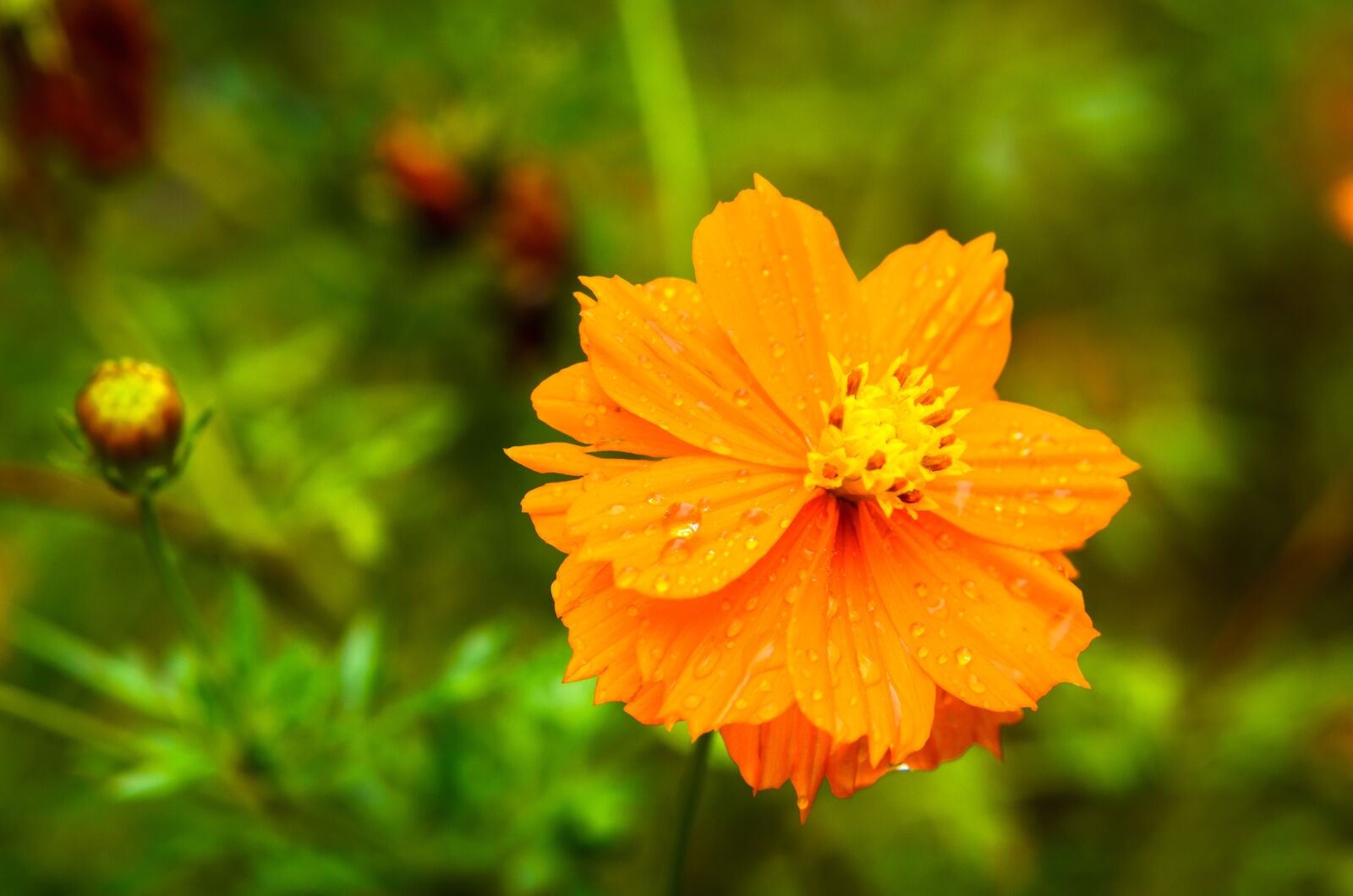 Nikon D7000 sample photo. Nature, flower, flora photography