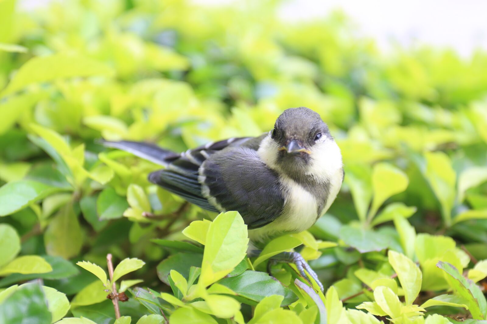 Canon EOS 70D + Canon EF 17-40mm F4L USM sample photo. Birds, bird, sparrow photography