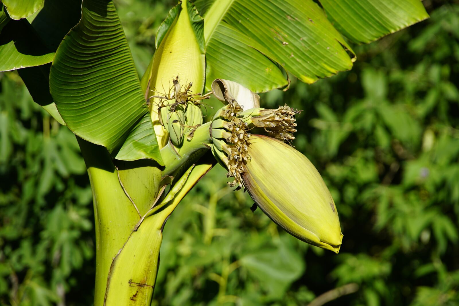 Sony E PZ 18-105mm F4 G OSS sample photo. Banana, flower, tropical photography