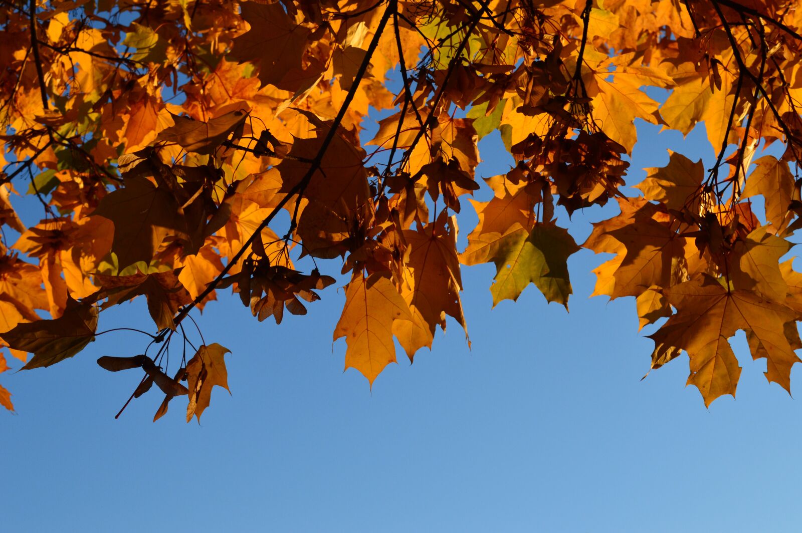 Nikon D3200 sample photo. Autumn, tints, fall photography