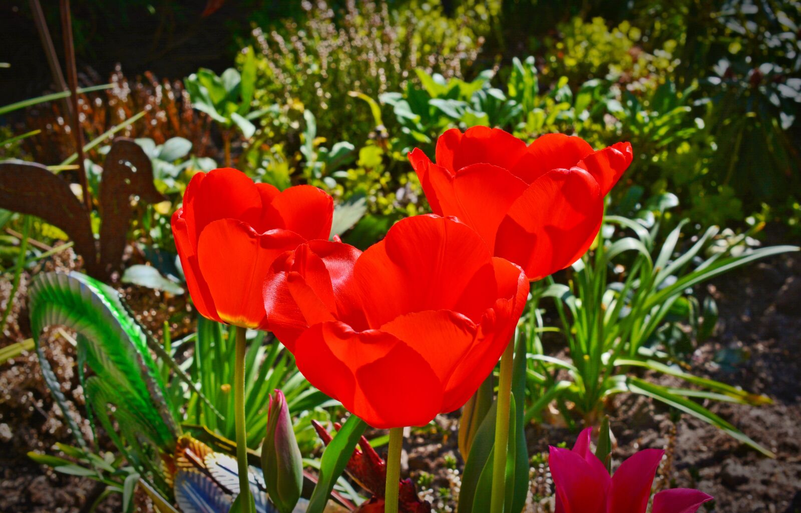 Nikon D5200 sample photo. Tulip, garden, spring photography
