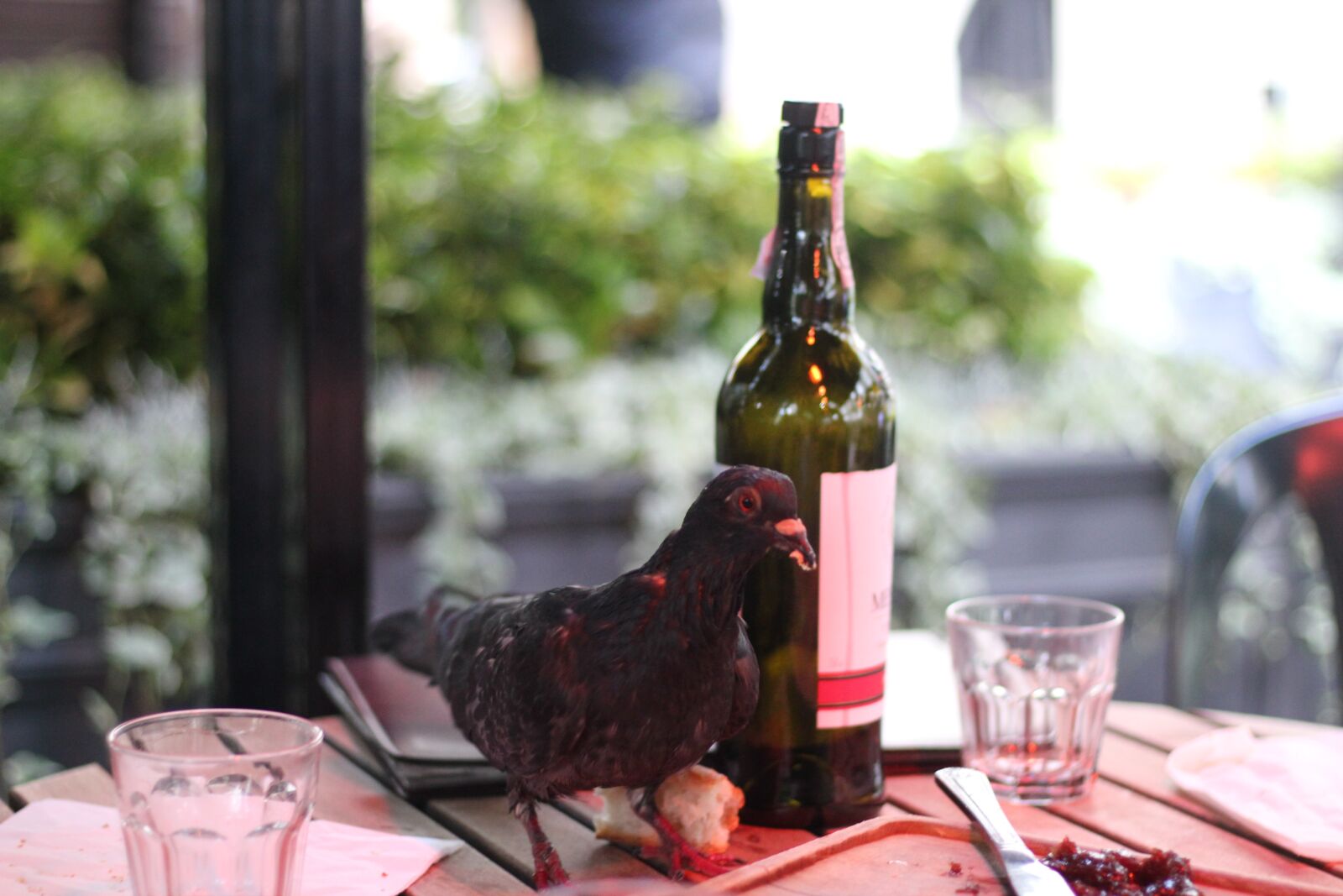 Canon EOS 550D (EOS Rebel T2i / EOS Kiss X4) sample photo. Pigeon, food, birds photography