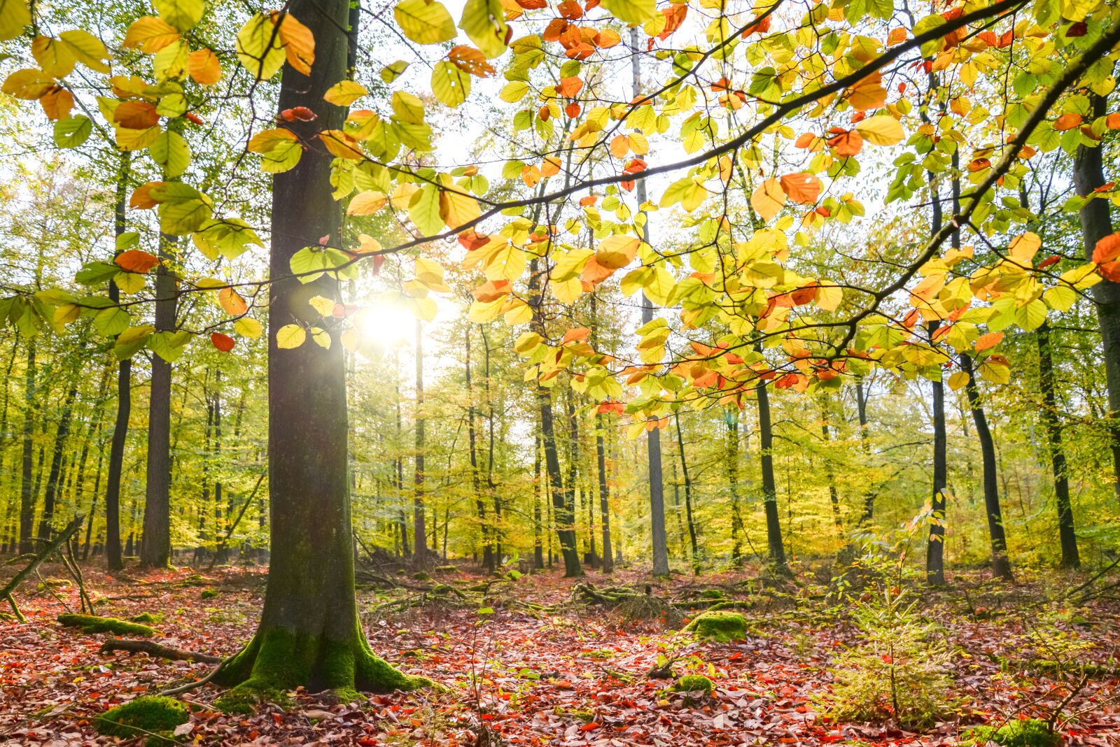 Nikon D610 sample photo. Forest sunlight, sun, nature photography