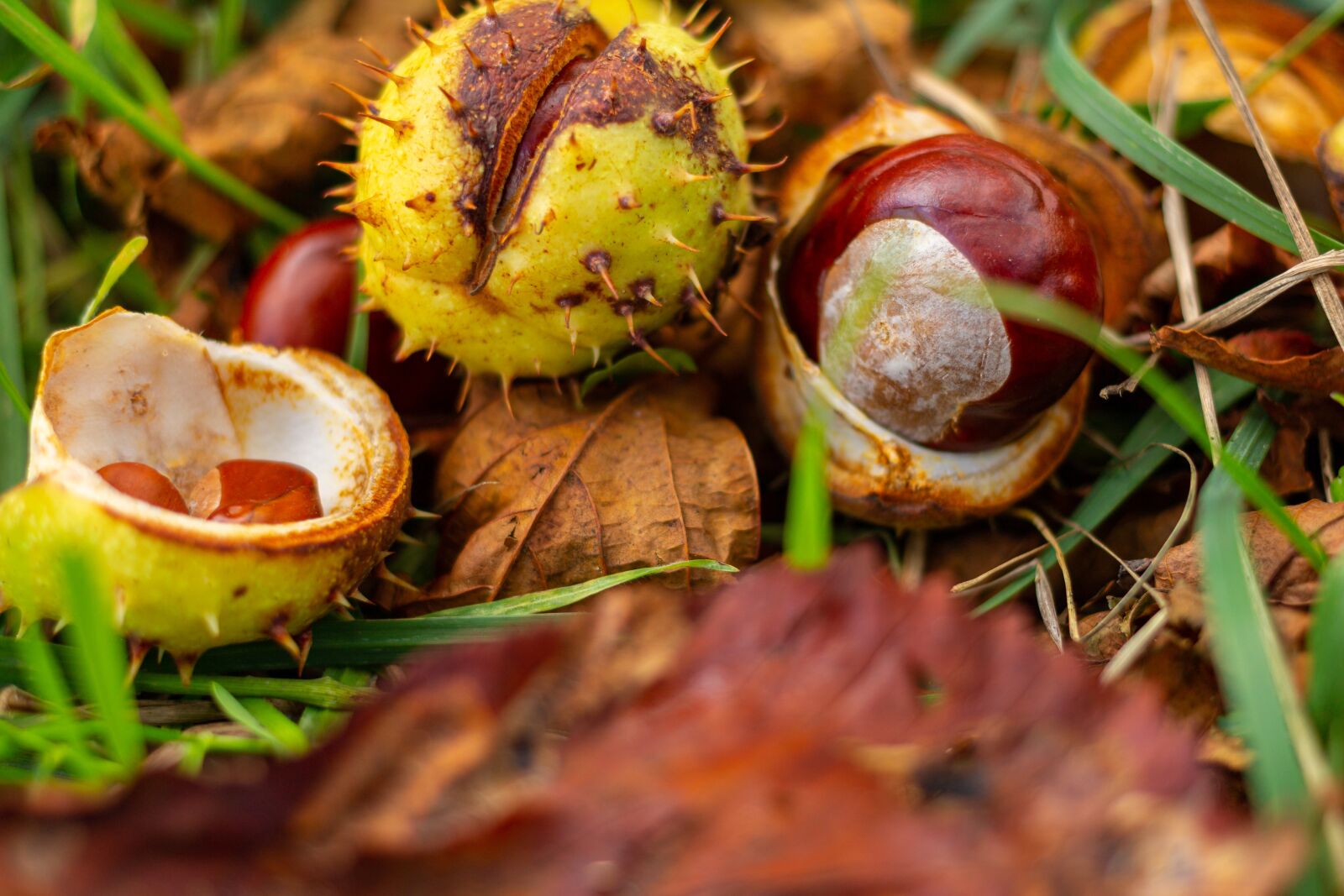 Canon EOS 100D (EOS Rebel SL1 / EOS Kiss X7) + Canon EF 40mm F2.8 STM sample photo. Chestnuts, autumn, brown photography