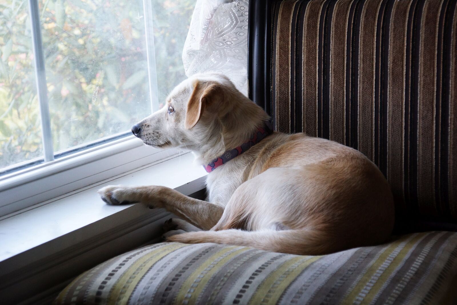 Sony SLT-A77 + Sony DT 16-105mm F3.5-5.6 sample photo. Puppy dog, chair, window photography