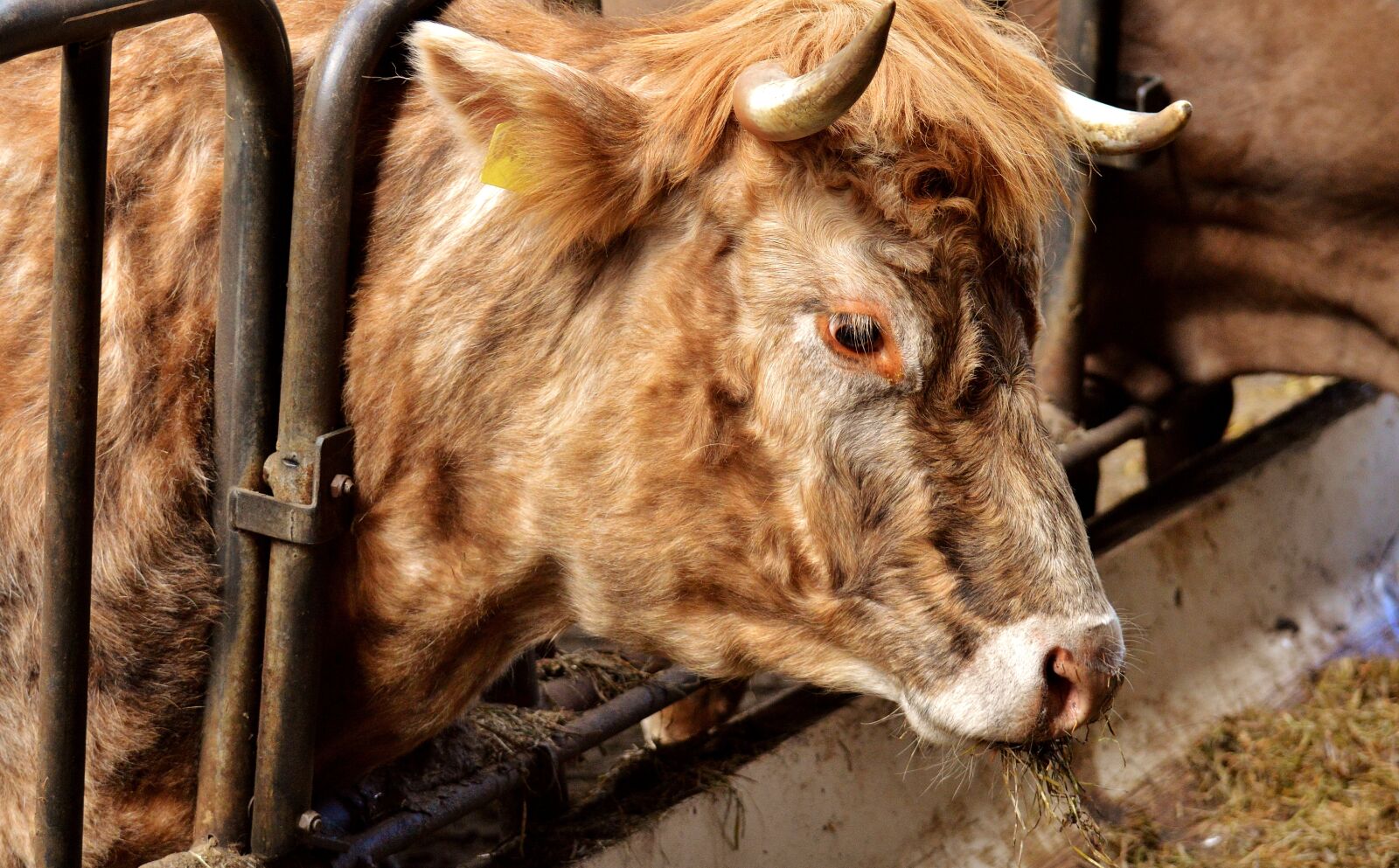Nikon D3200 sample photo. Cow, stall, barn animals photography