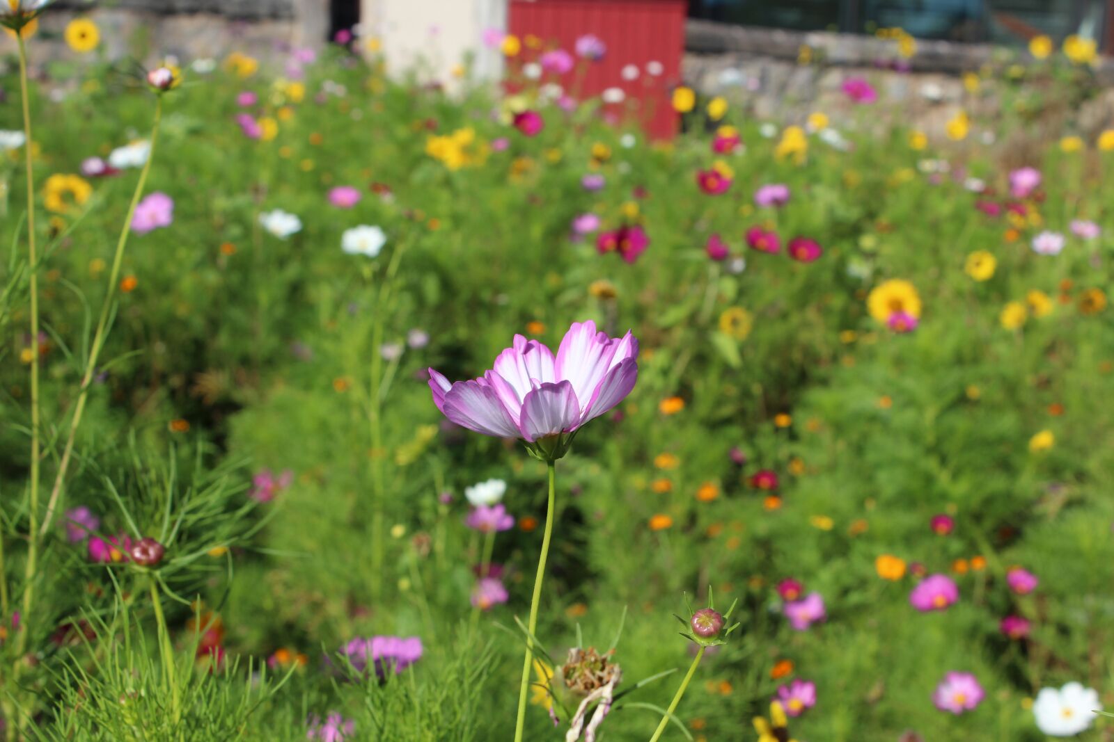 Canon EOS 1200D (EOS Rebel T5 / EOS Kiss X70 / EOS Hi) sample photo. Meadow, flowers, nature photography