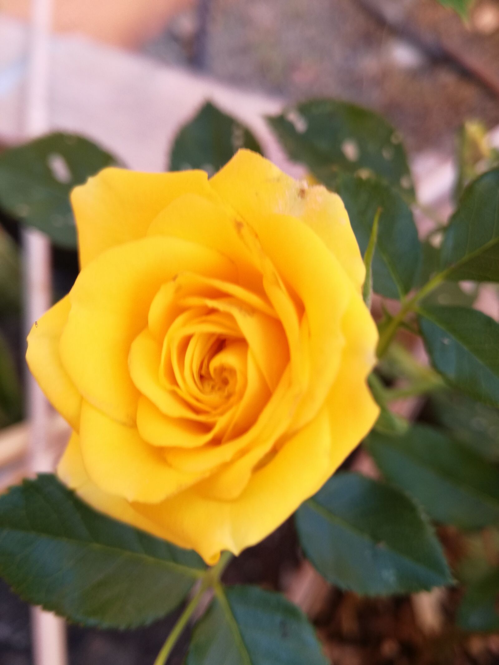 HUAWEI P9 LITE sample photo. Flower, rosa, nature photography