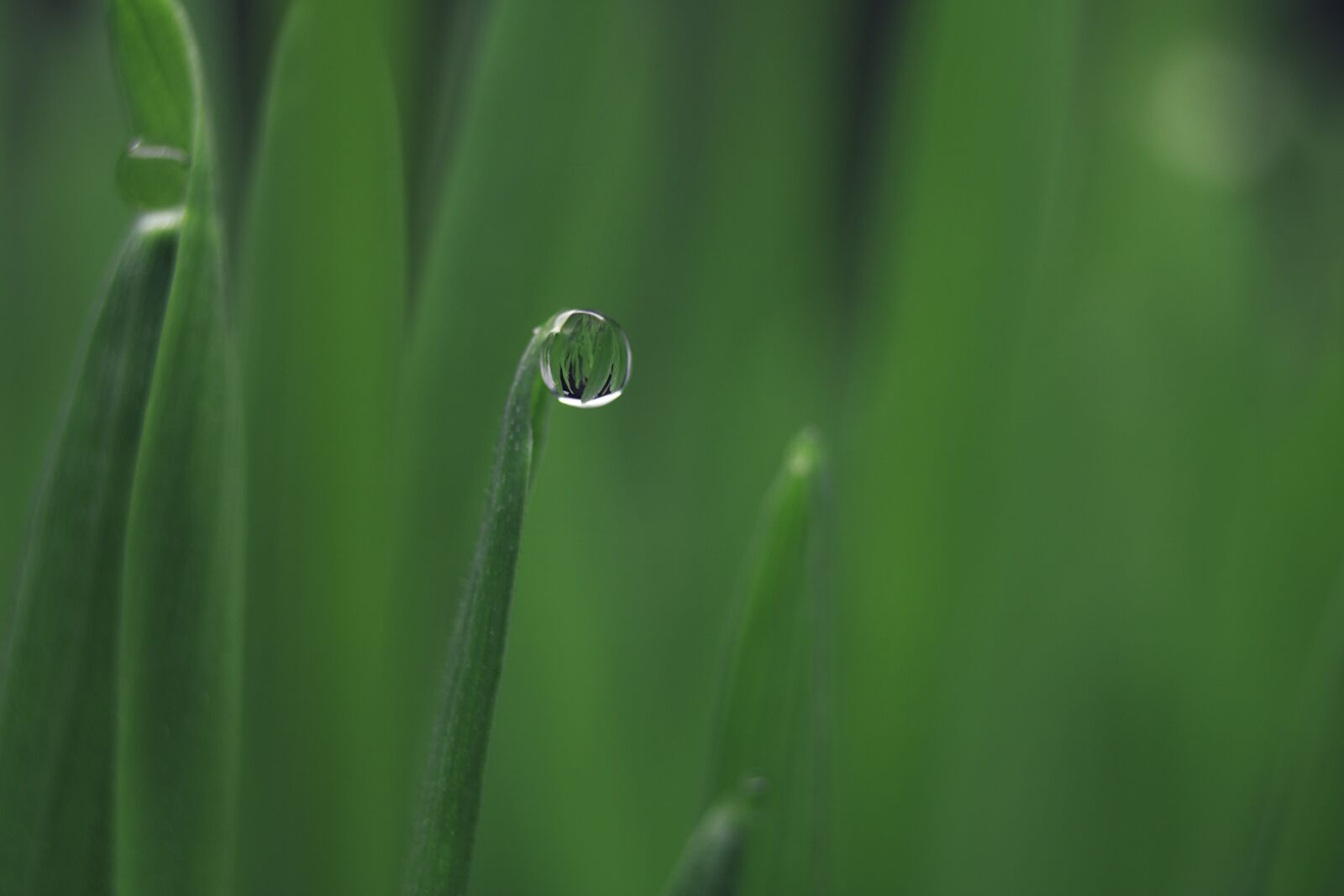 Canon EOS 750D (EOS Rebel T6i / EOS Kiss X8i) sample photo. Dew, grass, water photography
