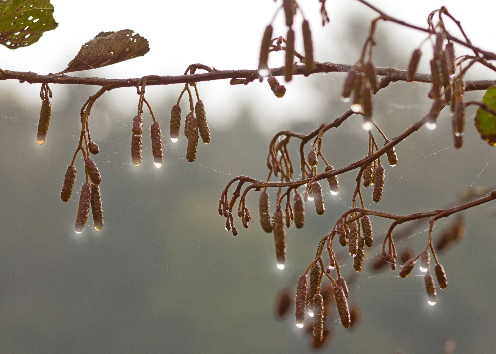 Canon EOS 50D sample photo. Drip, autumn, hazelnut photography
