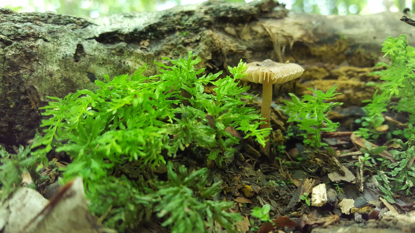 Samsung GALAXY S6 edge sample photo. Forest, fall, mushrooms photography