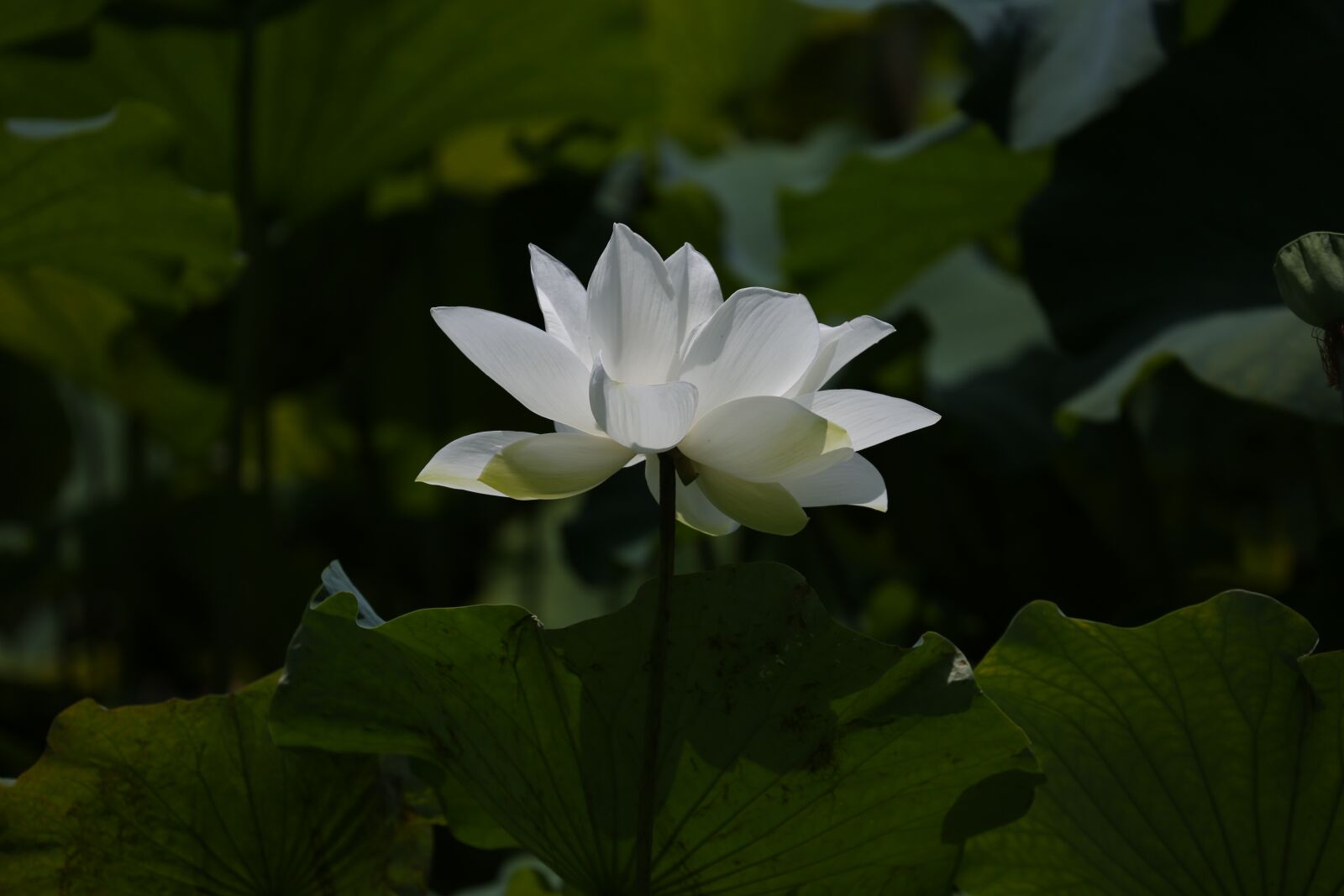Canon EOS 5D Mark III + Canon EF 70-300mm F4-5.6L IS USM sample photo. Lotus, flower, botanical garden photography