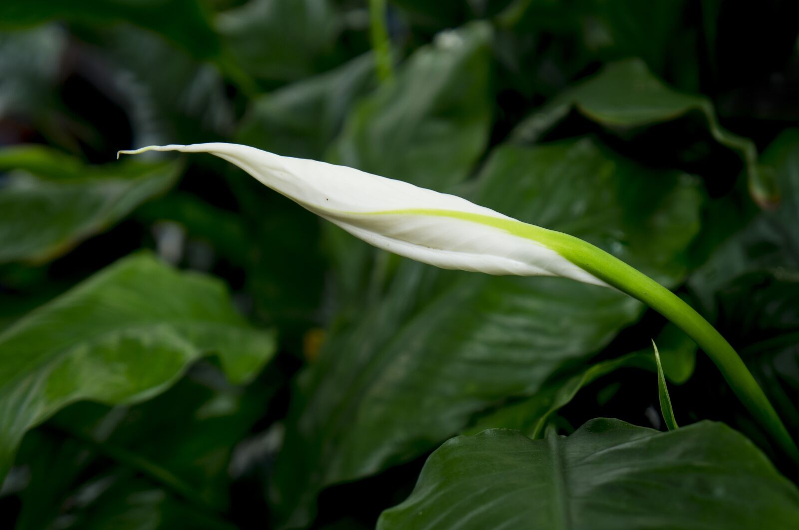 Sony Alpha NEX-F3 + Sony E 18-55mm F3.5-5.6 OSS sample photo. Flower, the, white photography