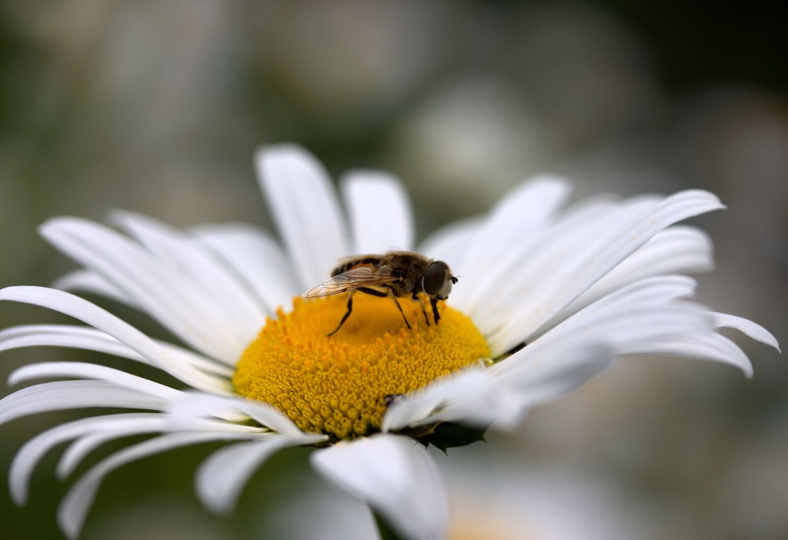 Canon EF-S 60mm F2.8 Macro USM sample photo. Bee, daisy, pollen photography