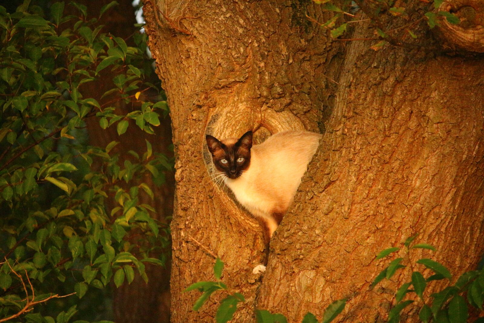 Canon EOS 100D (EOS Rebel SL1 / EOS Kiss X7) sample photo. Cat, mieze, kitten photography