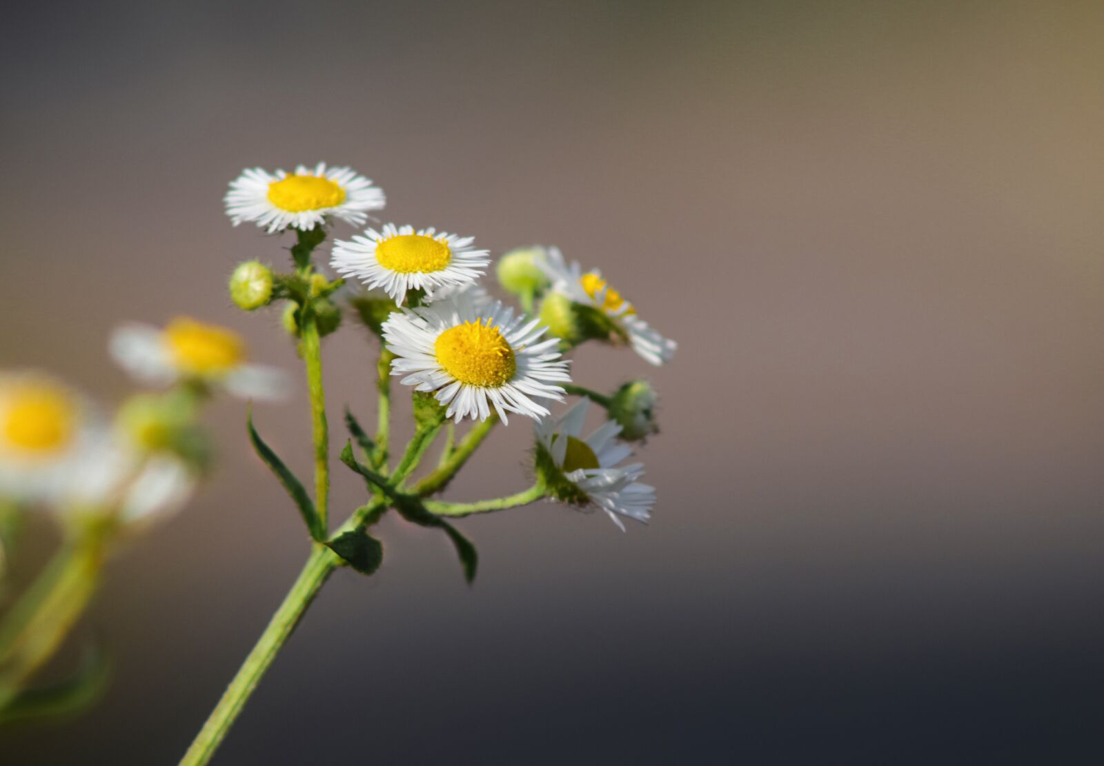 Canon EF 75-300mm f/4-5.6 USM sample photo. Daisy, flowers, in the photography