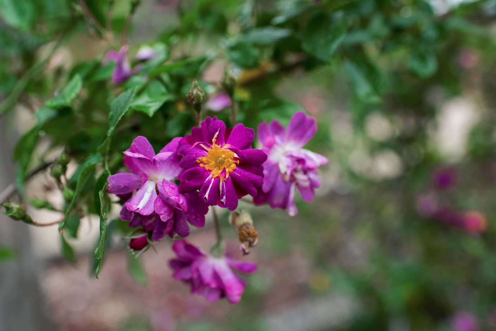 Nikon D750 sample photo. Purple, flowers, bloom photography