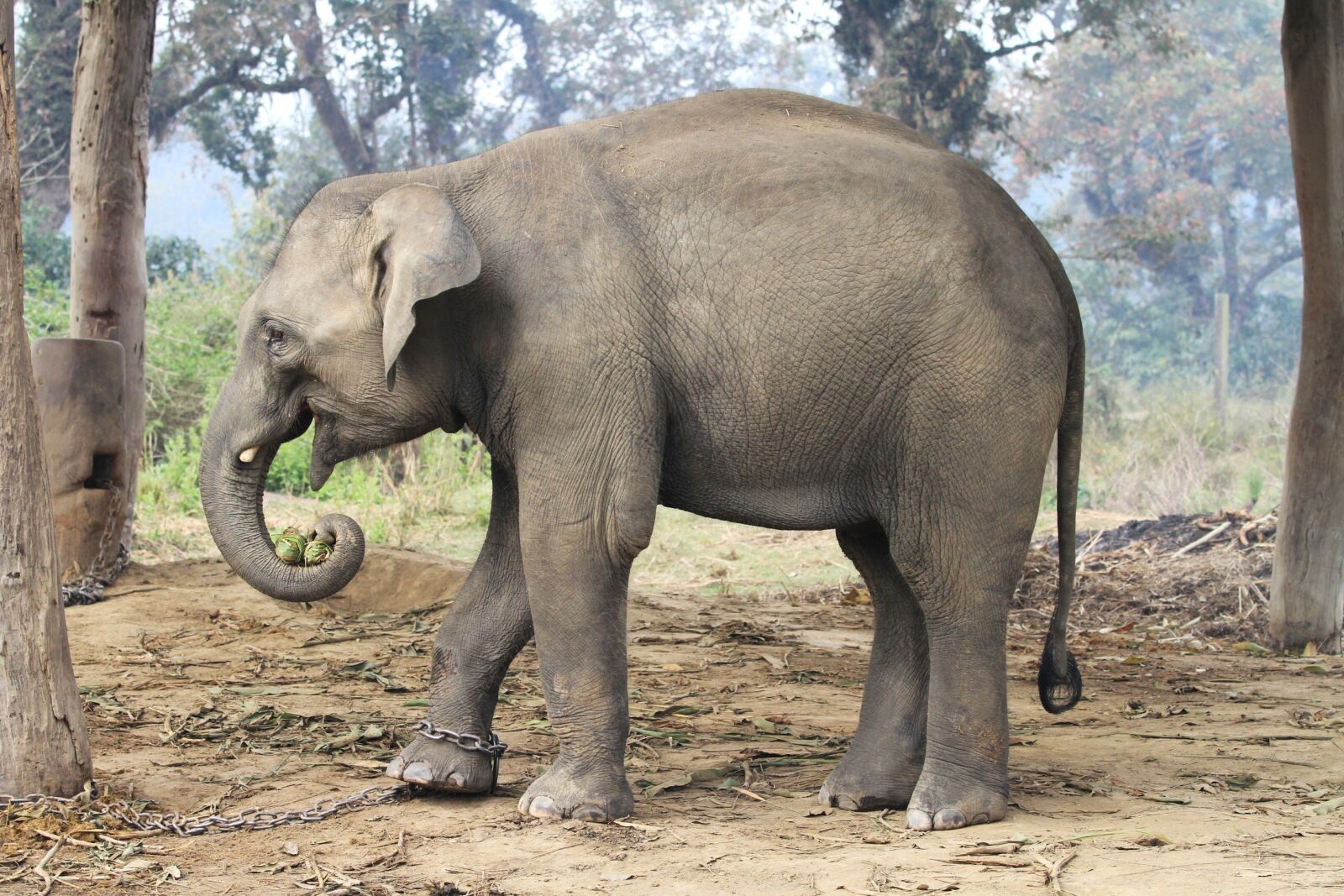 Canon EOS 7D sample photo. Baby elephant, jungle, animal photography