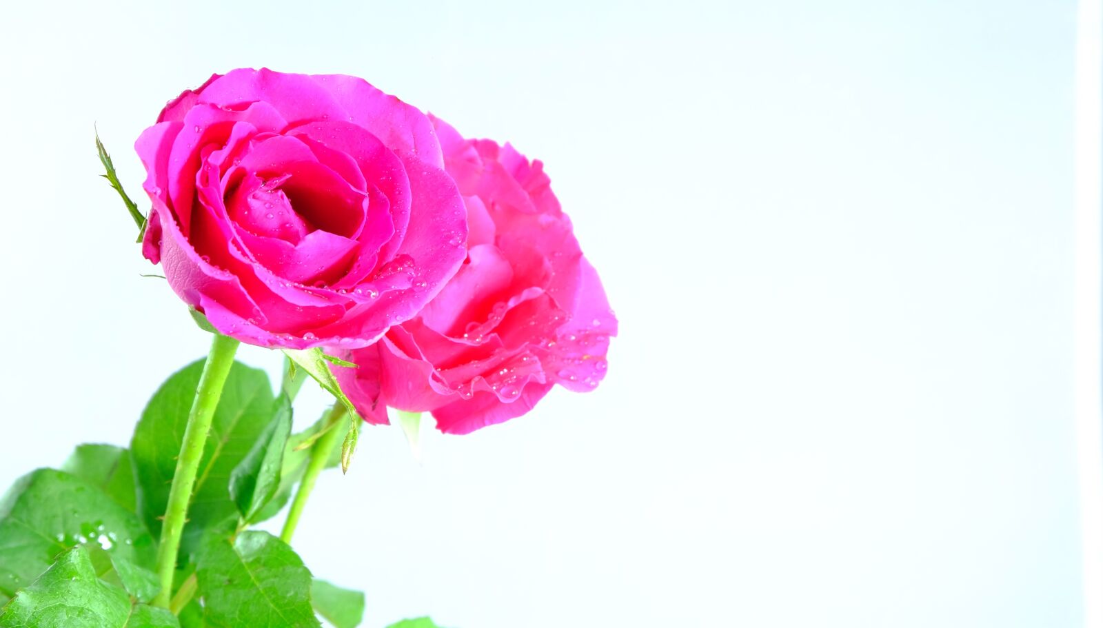 Fujifilm X-E2 sample photo. Rose, pink, pink rose photography