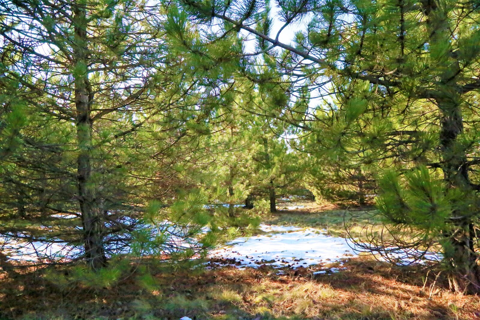 Canon EF 24-105mm F4L IS USM sample photo. Snow, pine, forest photography