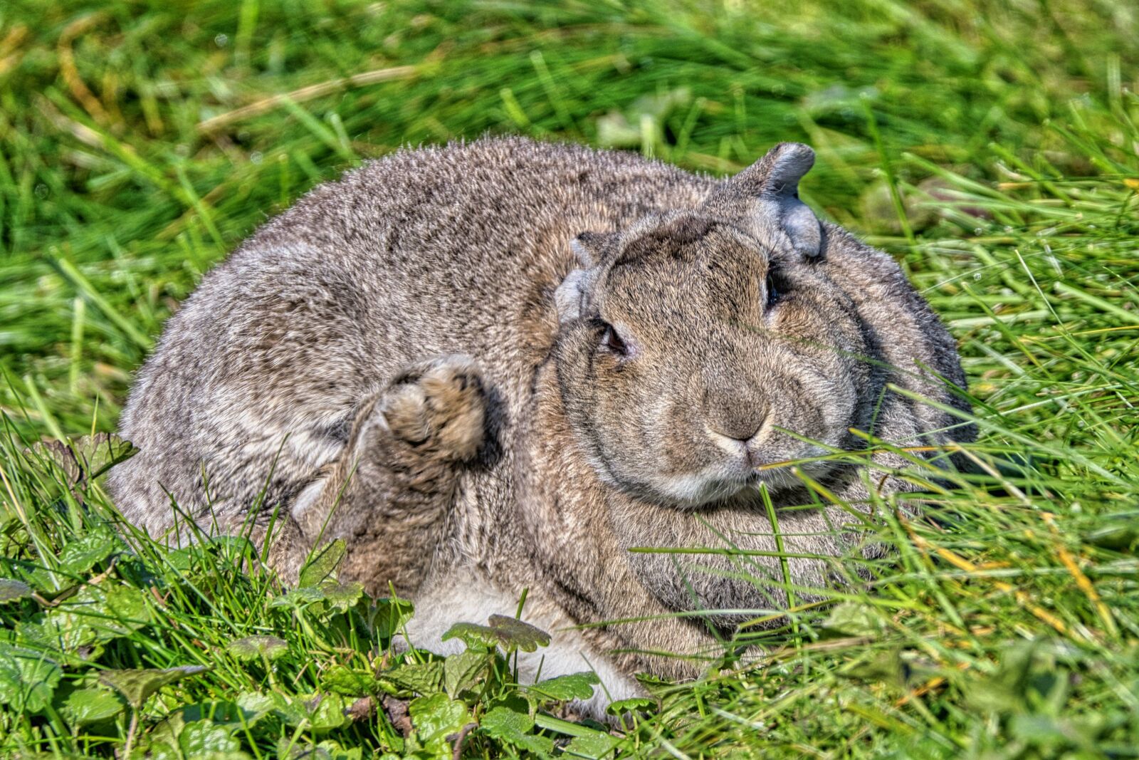 Nikon D7500 sample photo. Rabbit, hare, wild animal photography