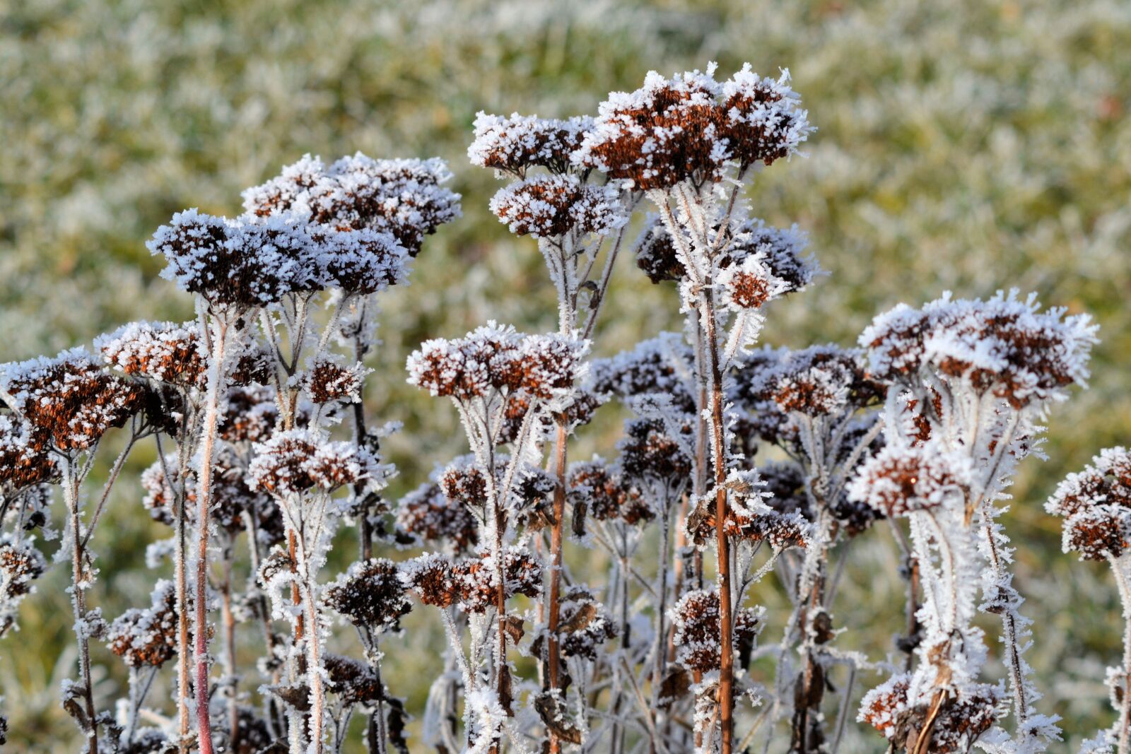 Nikon D3100 sample photo. Winter, frost, plant photography