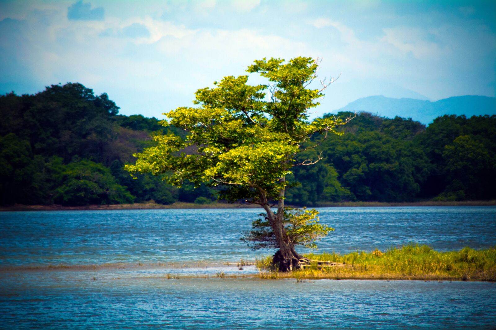 Nikon D5200 sample photo. Tree, lake, alone photography