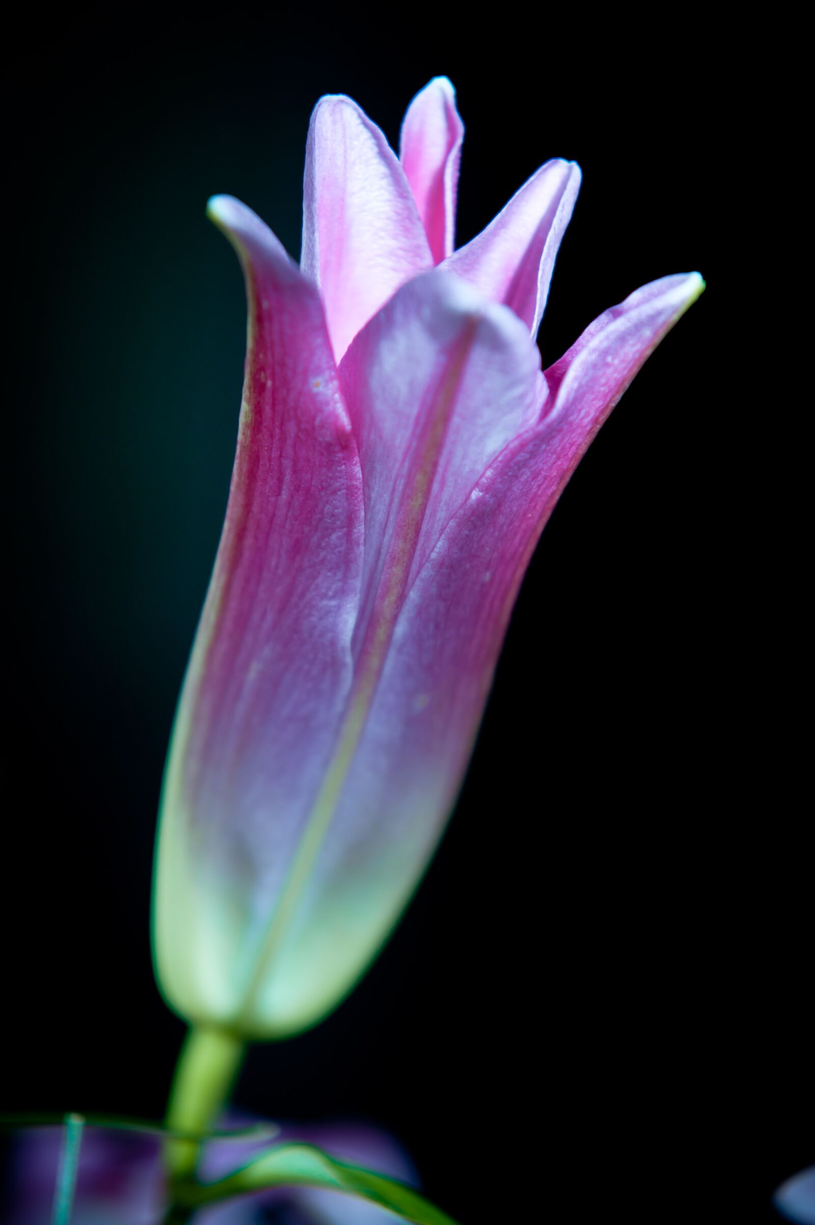 Nikon D700 sample photo. Lily, bud, plant photography