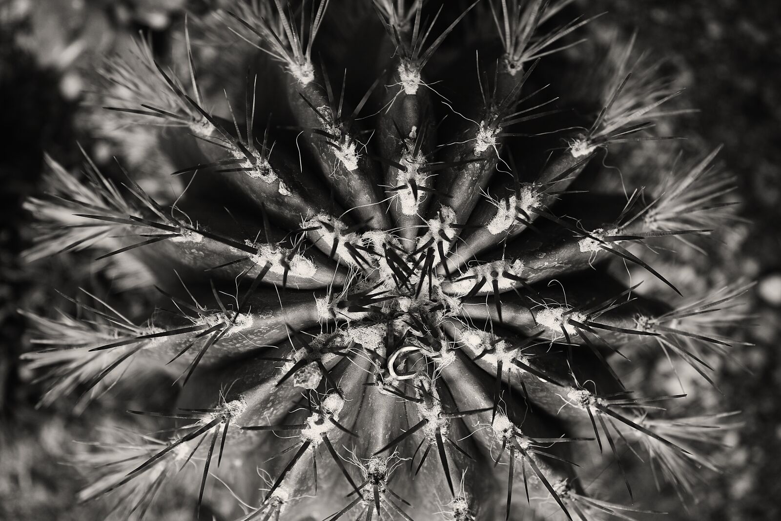 Canon EOS 70D + Canon EF-S 18-55mm F3.5-5.6 IS sample photo. Cactus, sting, prickly photography