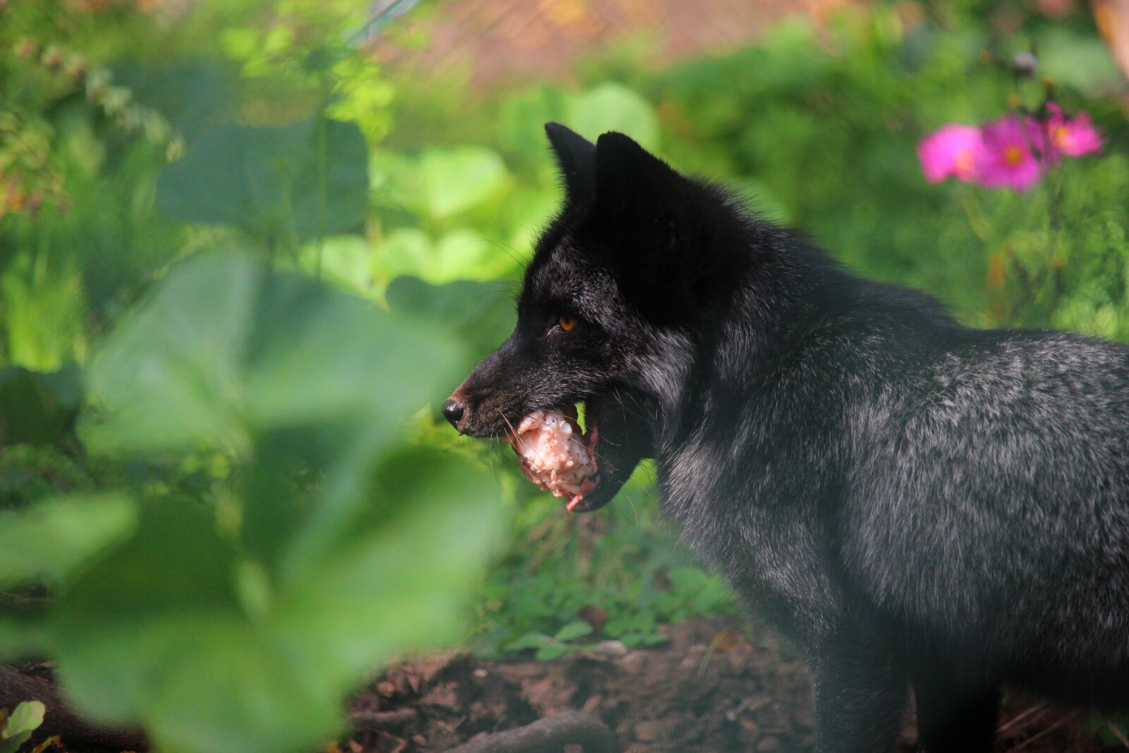 Canon EF-S 55-250mm F4-5.6 IS STM sample photo. Fox, black fox, fuchs photography