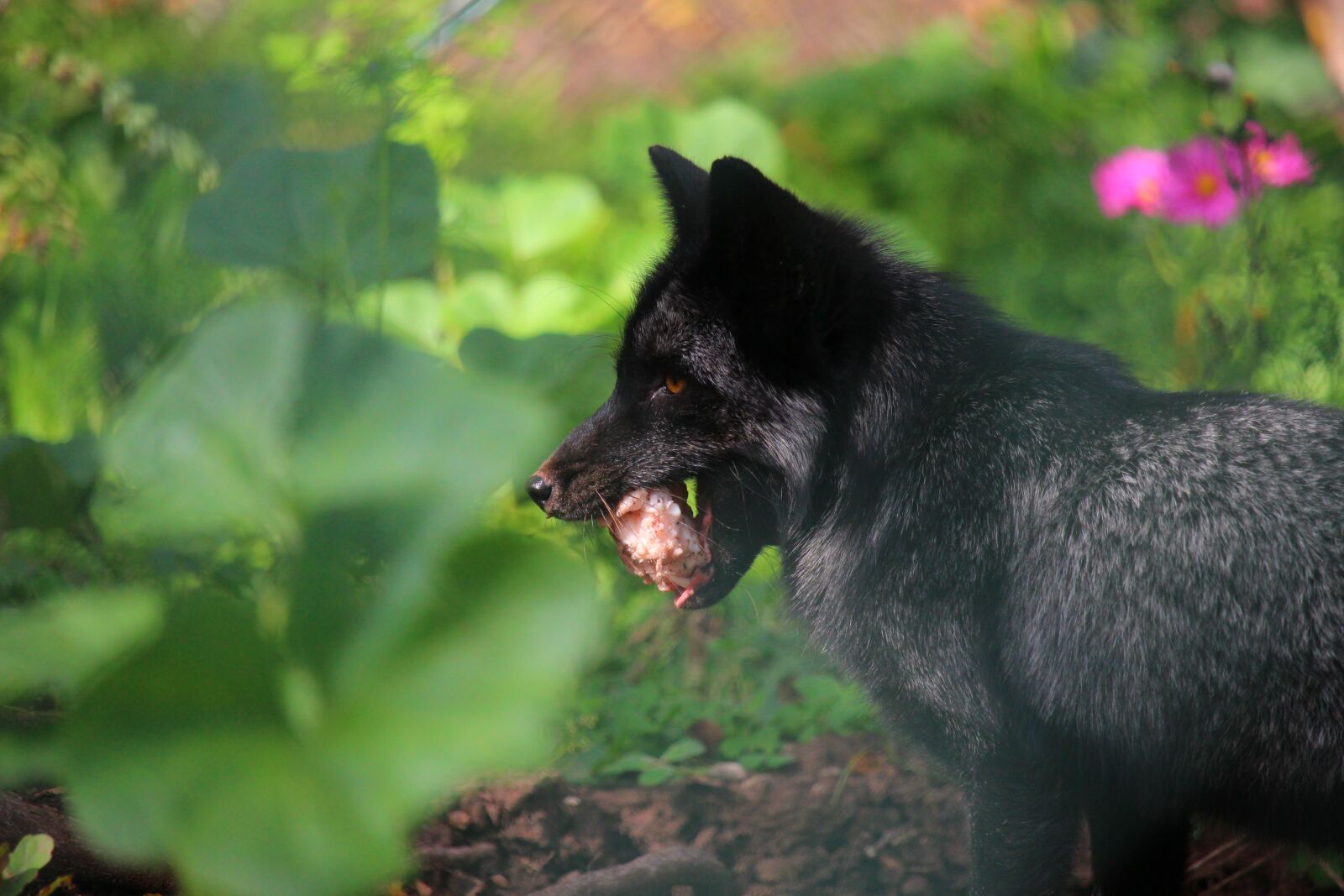 Canon EOS 700D (EOS Rebel T5i / EOS Kiss X7i) + Canon EF-S 55-250mm F4-5.6 IS STM sample photo. Fox, black fox, fuchs photography