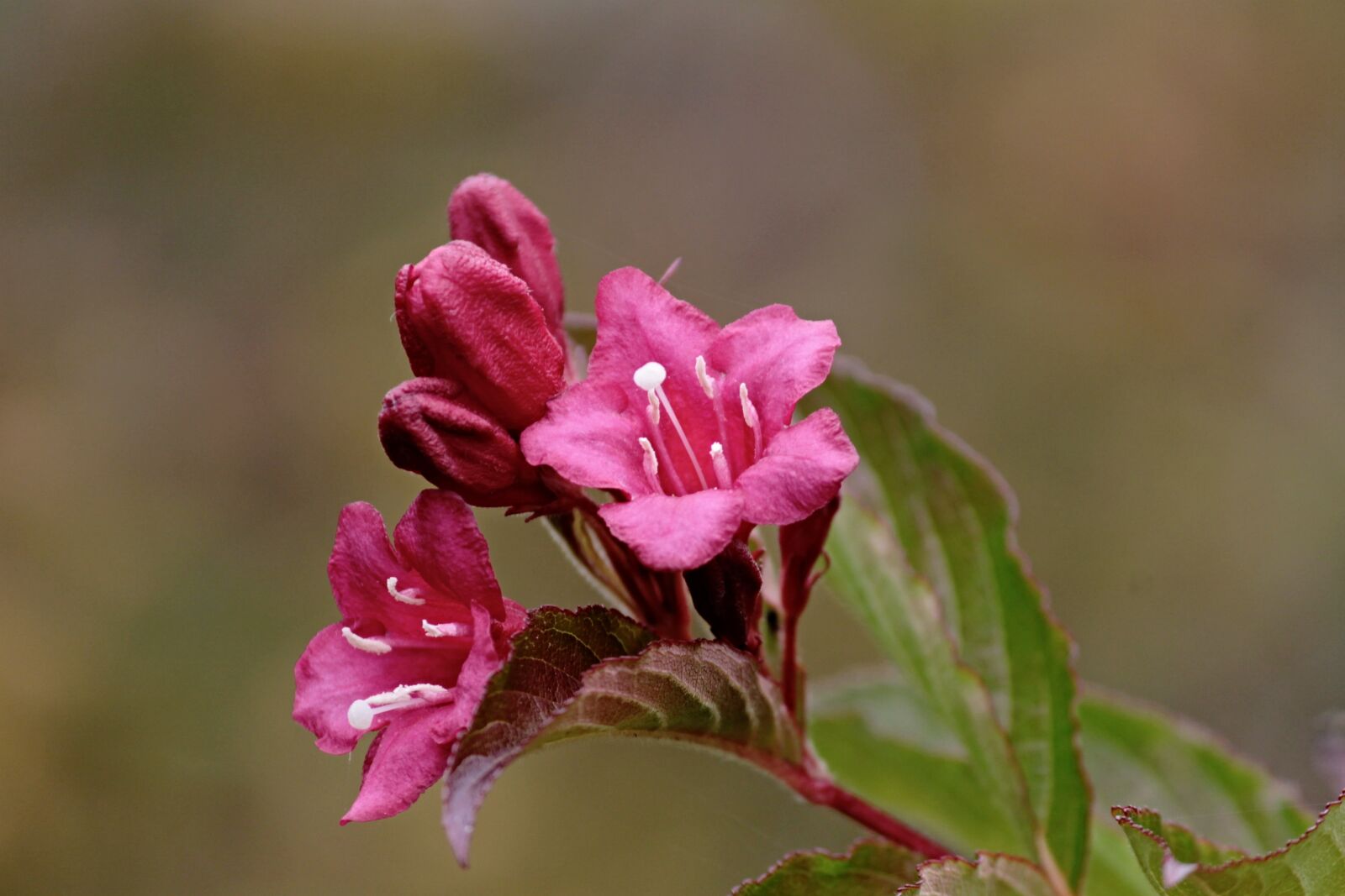 Canon EOS 1100D (EOS Rebel T3 / EOS Kiss X50) sample photo. Blossom, bloom, pink photography