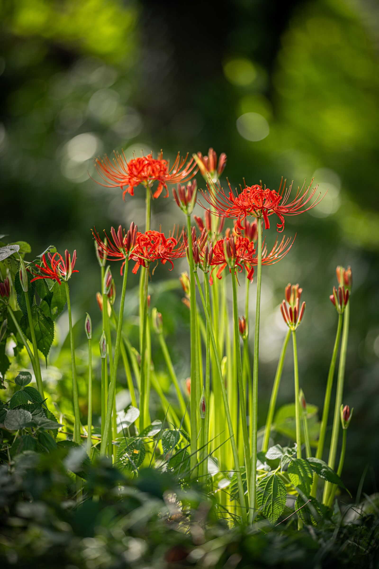 Sony a7R IV sample photo. Red spider lily, flowers photography
