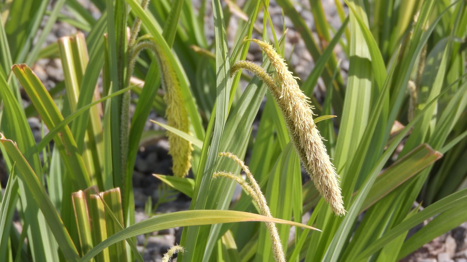 Nikon Coolpix P610 sample photo. Carex pendula, carex, sedge photography