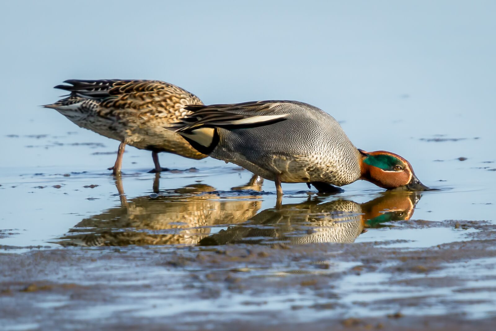 Canon EOS 7D sample photo. Bird, wildlife, nature photography