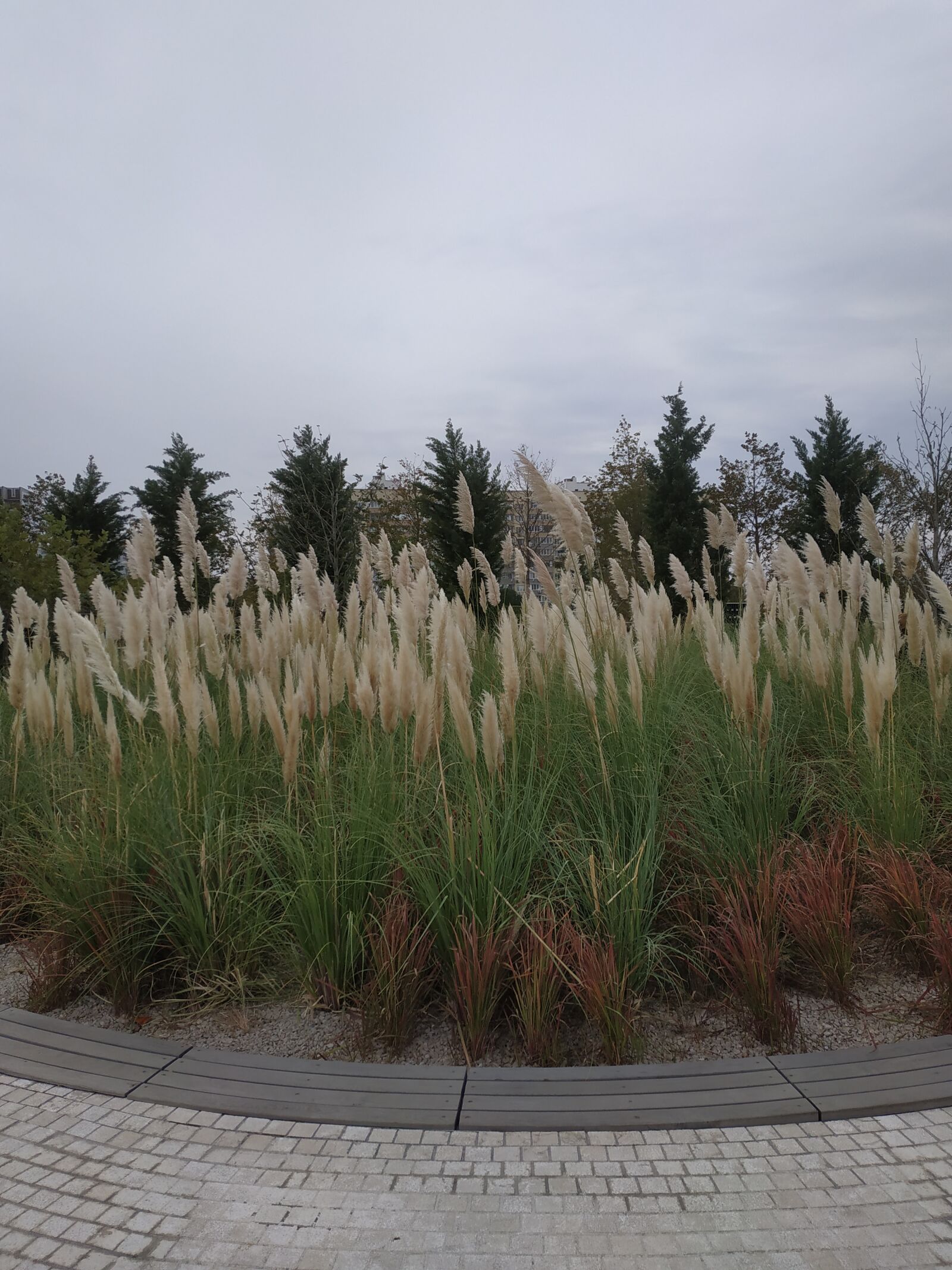 Xiaomi Redmi Note 5 sample photo. Nature, park, plants photography