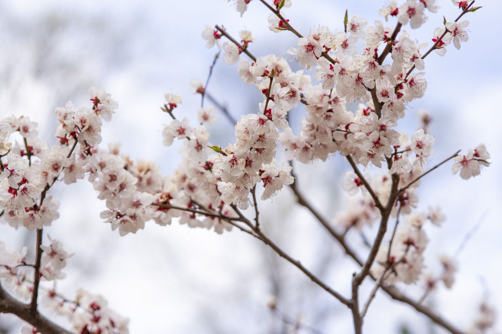 Canon EOS 60D sample photo. Cherry, blooms, spring photography
