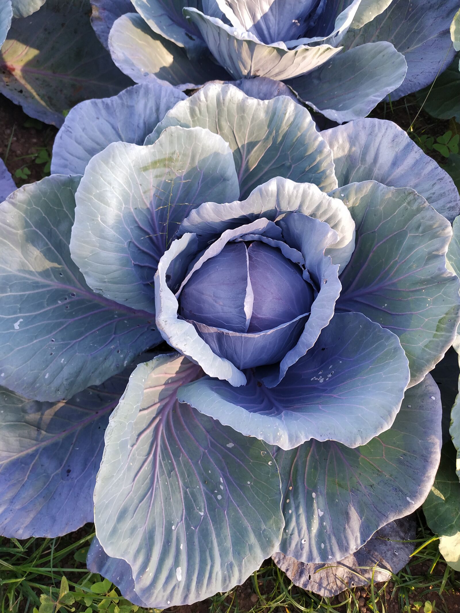 Xiaomi Redmi Note 6 Pro sample photo. Horta, purple cabbage, nature photography