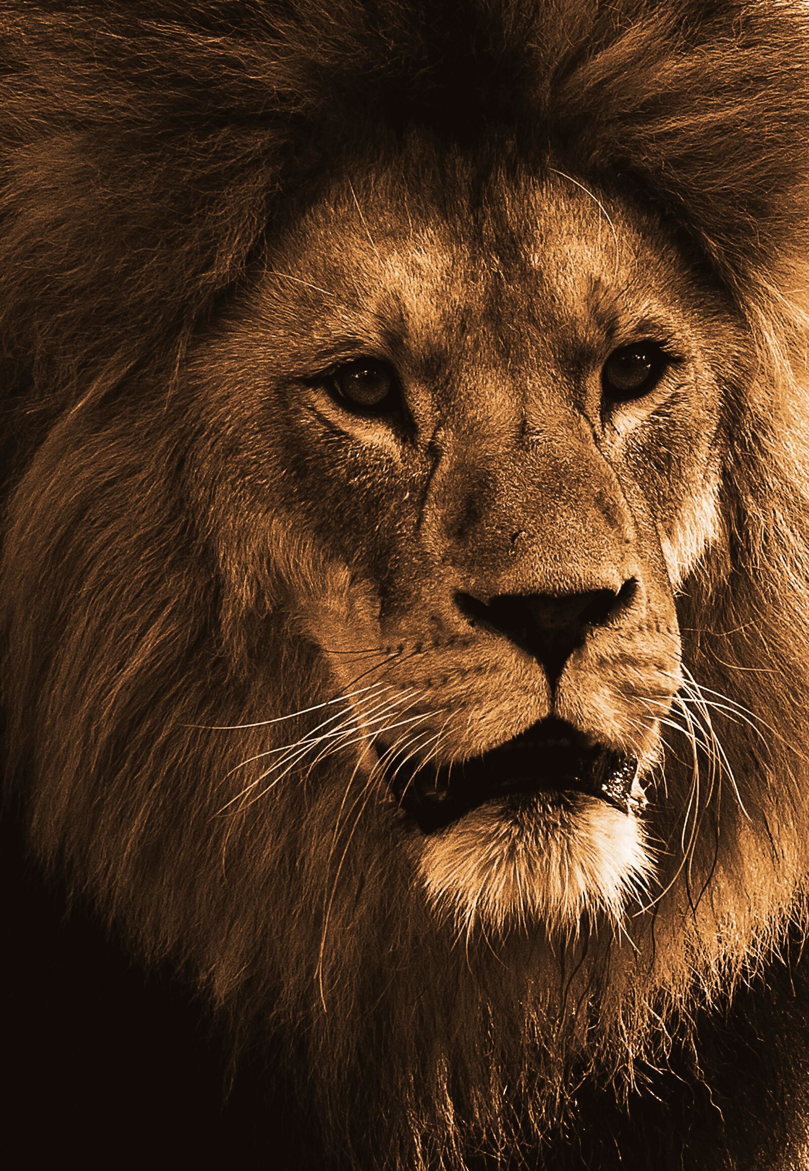 Canon EF-S 55-250mm F4-5.6 IS STM sample photo. Lion, predator, animal photography