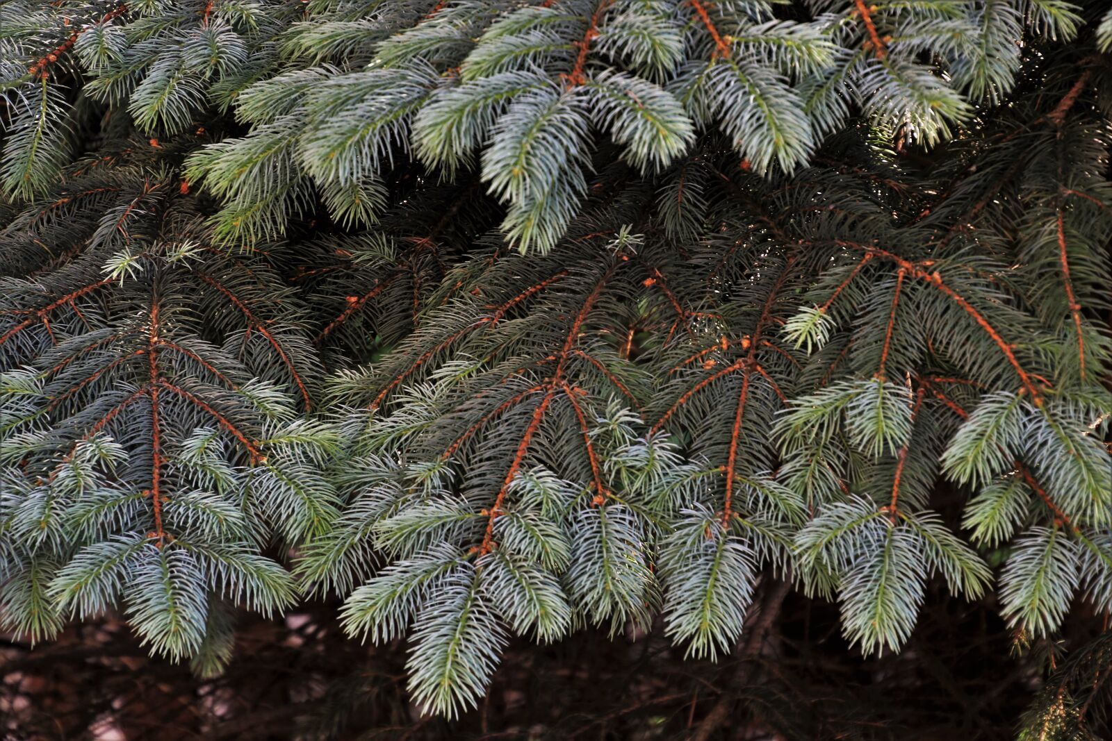 Canon EOS 80D sample photo. Coniferous, twigs, branch photography