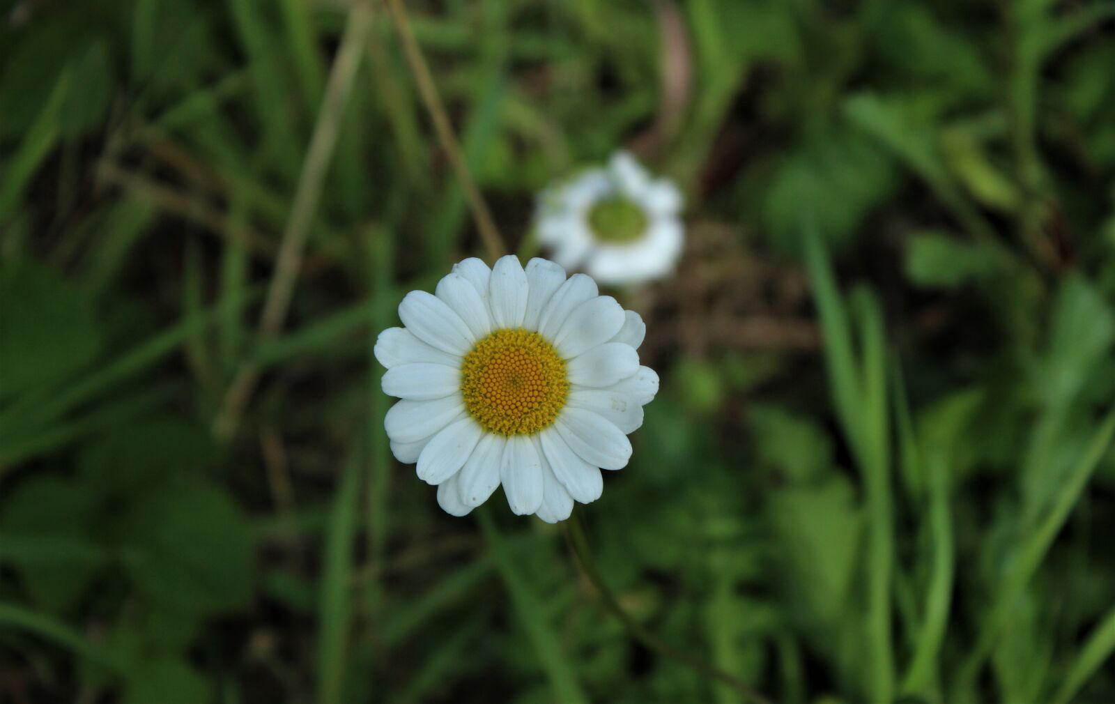 Canon EOS 4000D (EOS Rebel T100 / EOS 3000D) sample photo. Plant, yellow, petals photography