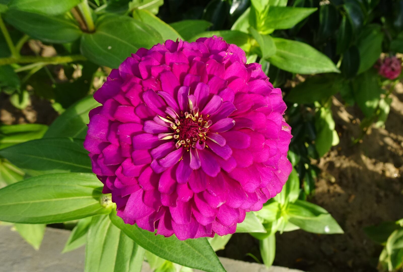 Sony DSC-WX800 sample photo. Flower, zinnia, pink photography