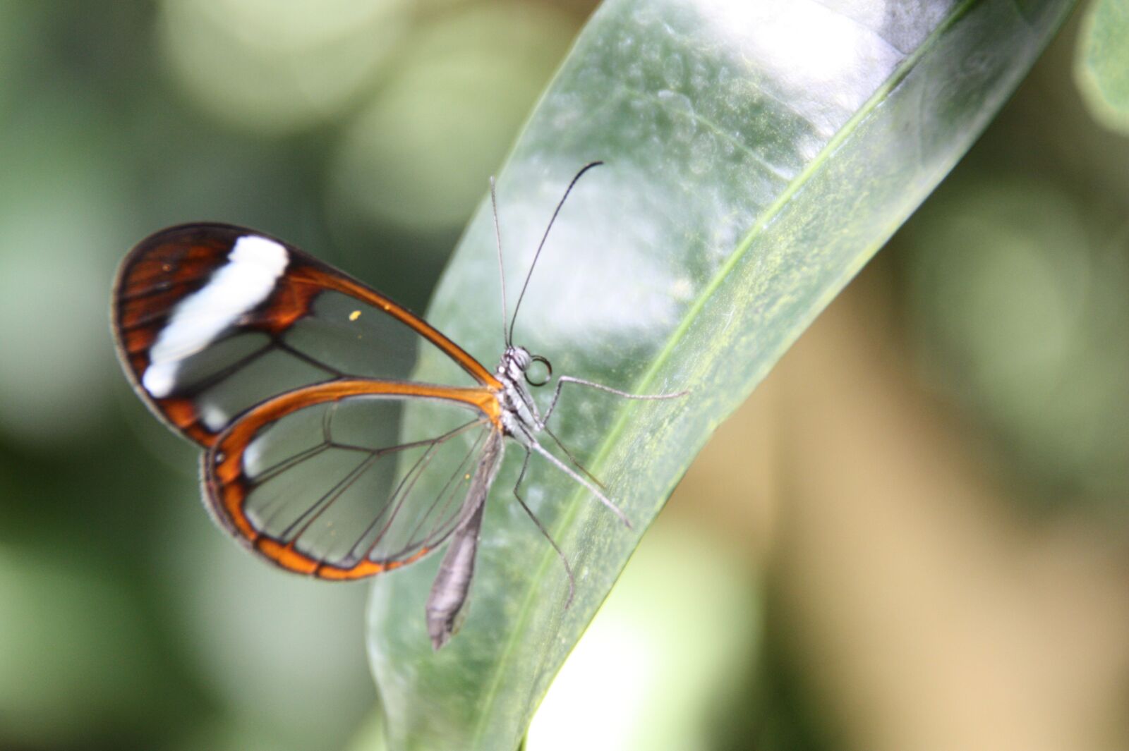 Canon EOS 450D (EOS Rebel XSi / EOS Kiss X2) sample photo. Butterfly, nature, insect photography