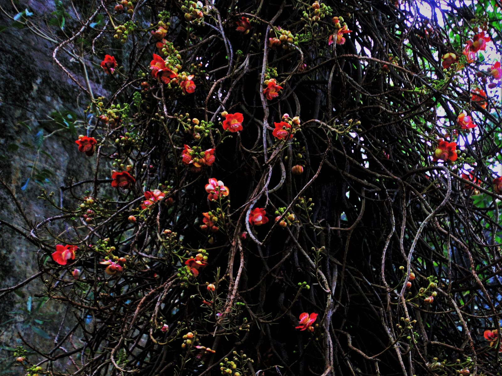 Canon EOS 80D sample photo. Exotic, tree, nature photography
