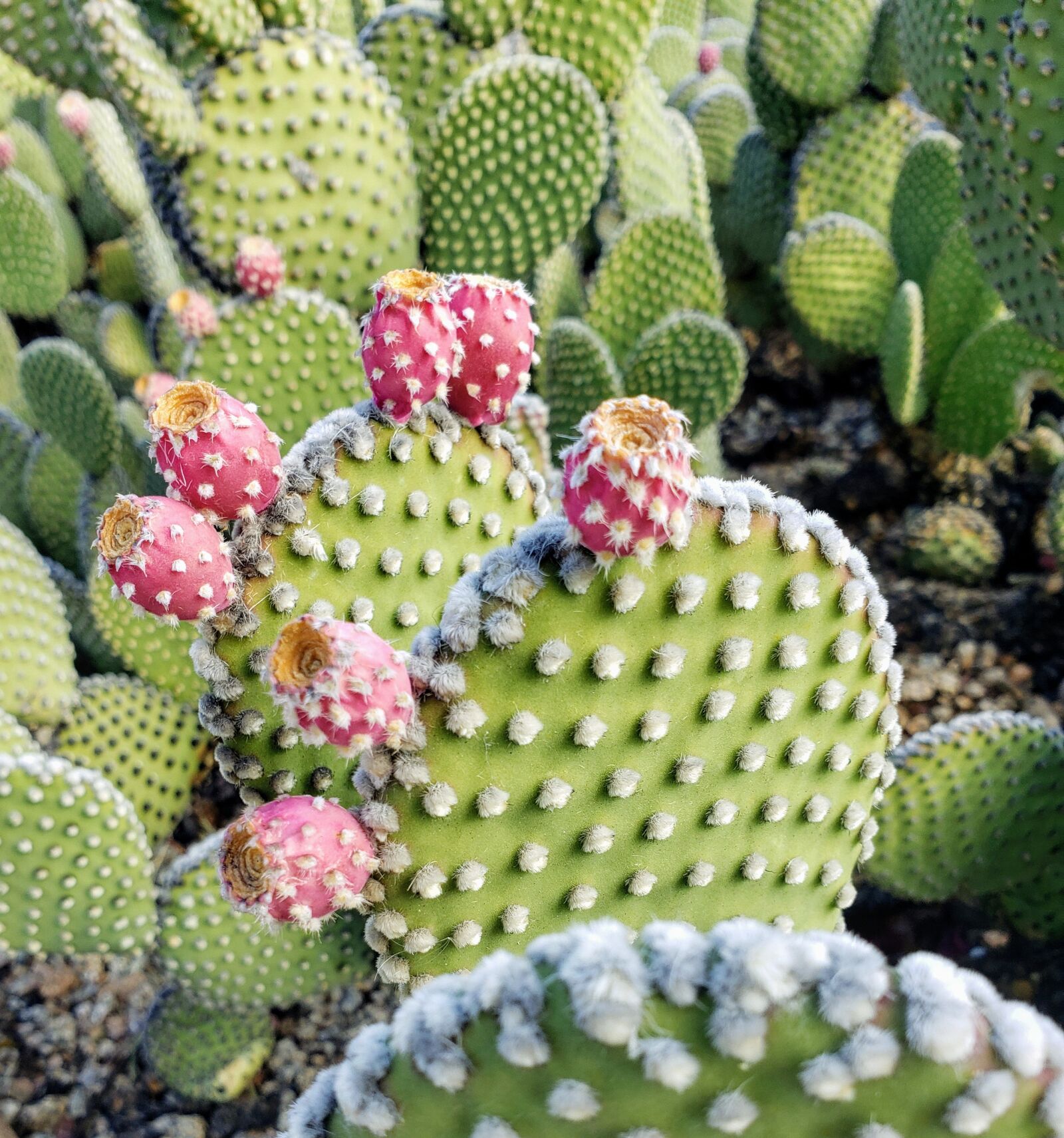 Samsung Galaxy Note9 sample photo. Prickly pear, cactus, pink photography