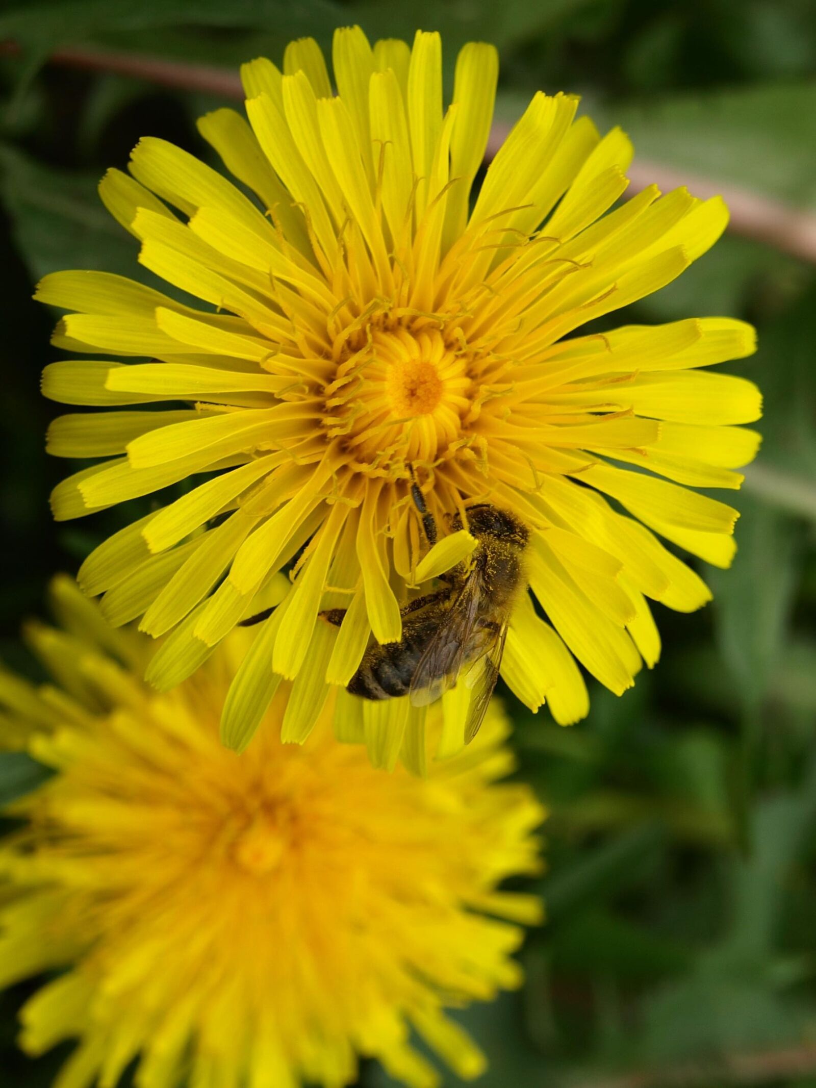 Olympus E-510 (EVOLT E-510) sample photo. Bee, pollen, nectar photography