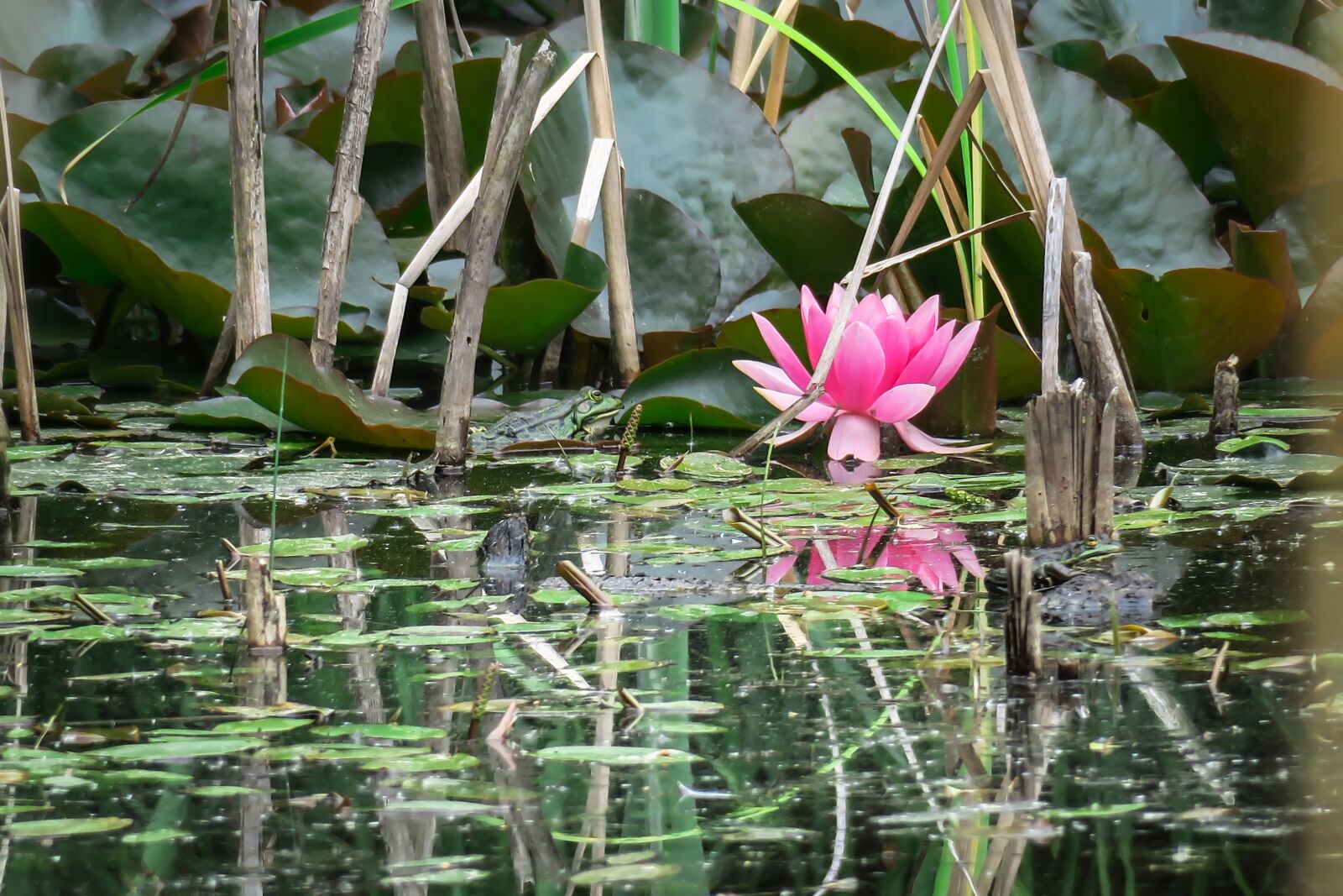 Canon PowerShot G3 X sample photo. Water lily, frog, blossom photography