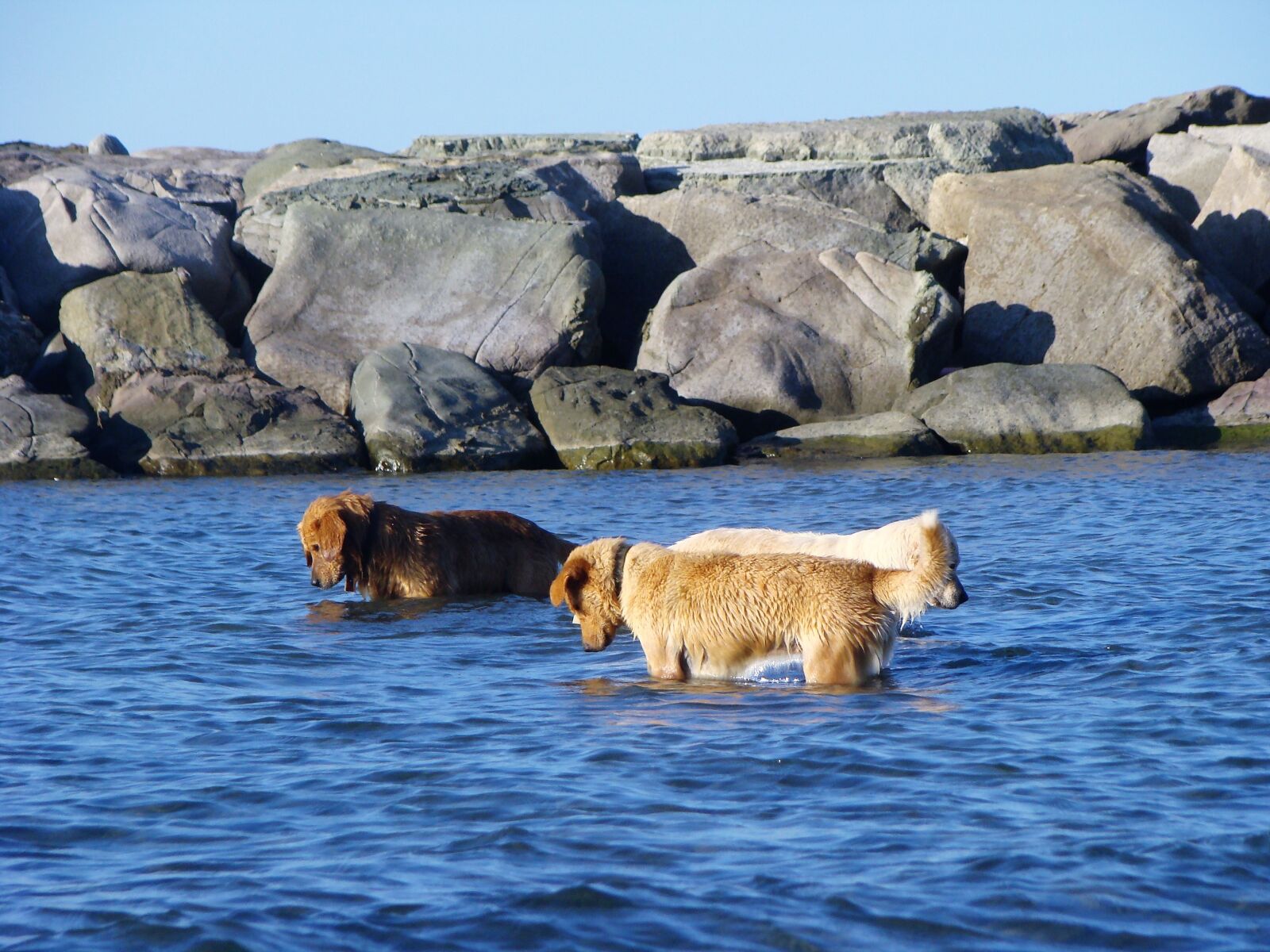 Sony DSC-H9 sample photo. Dog, marine, animal photography