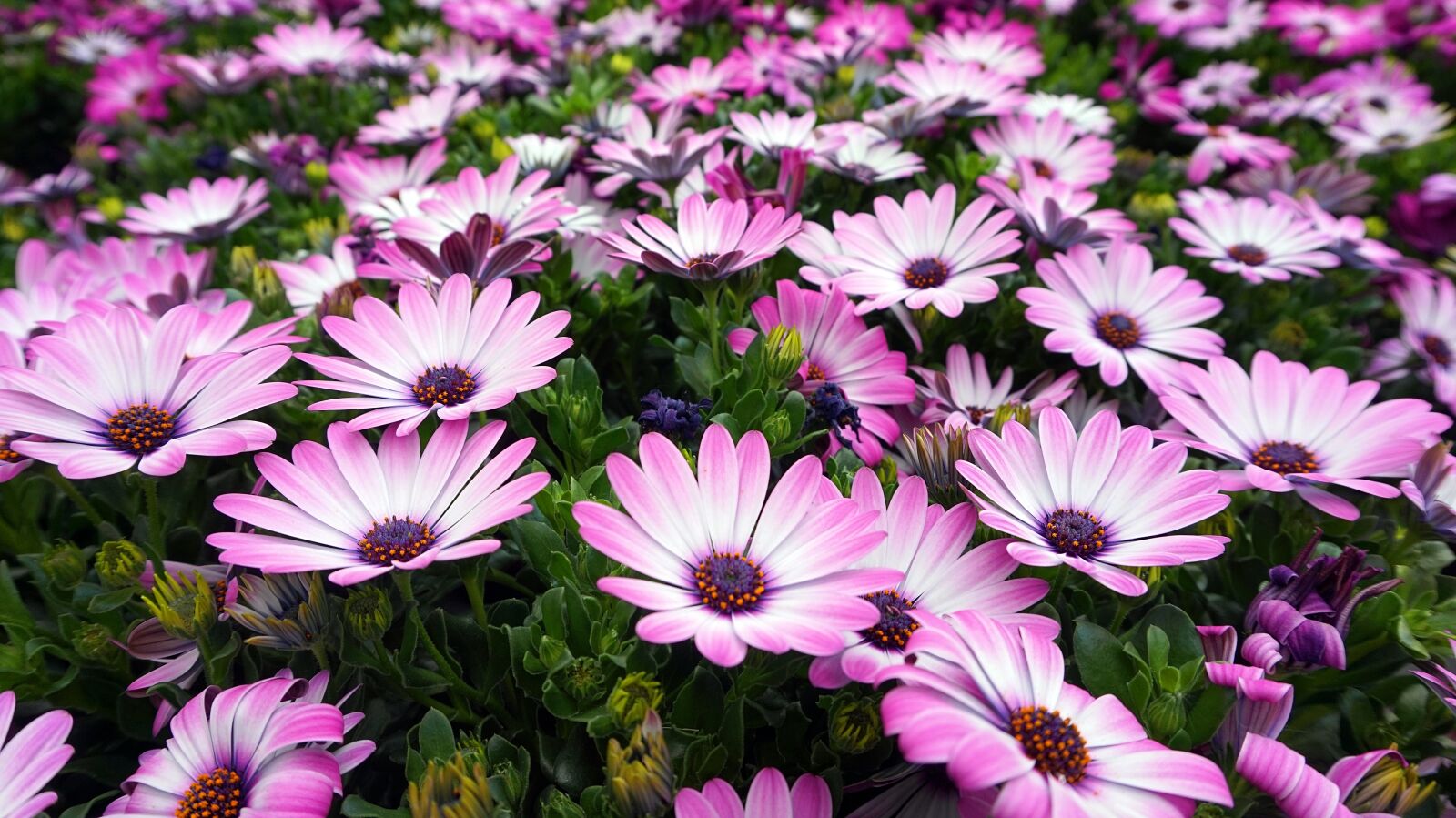 Sony Alpha a5000 (ILCE 5000) sample photo. Flower, blossom, bloom photography