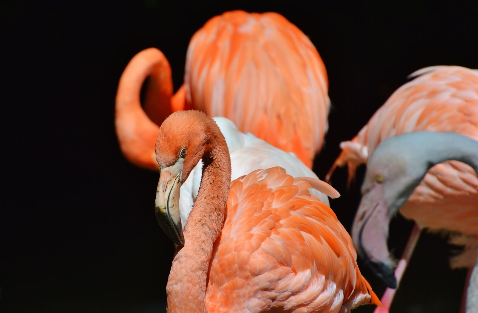 Nikon D3200 sample photo. Flamingo, bird, pink photography
